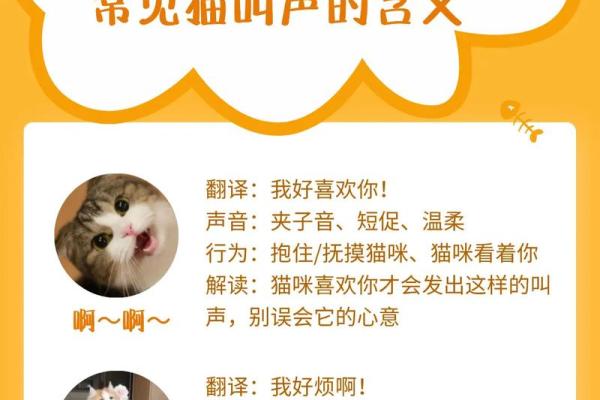 猫咪的叫声解析：它们在表达什么情感？