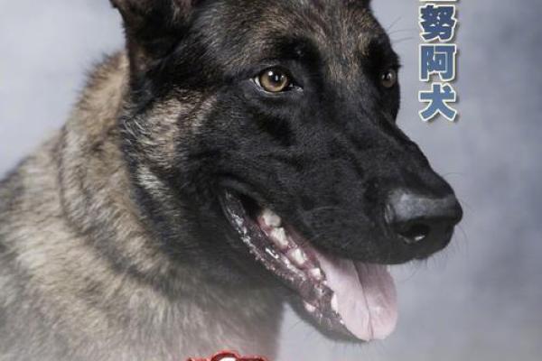 警犬常见品种解析及其特点介绍